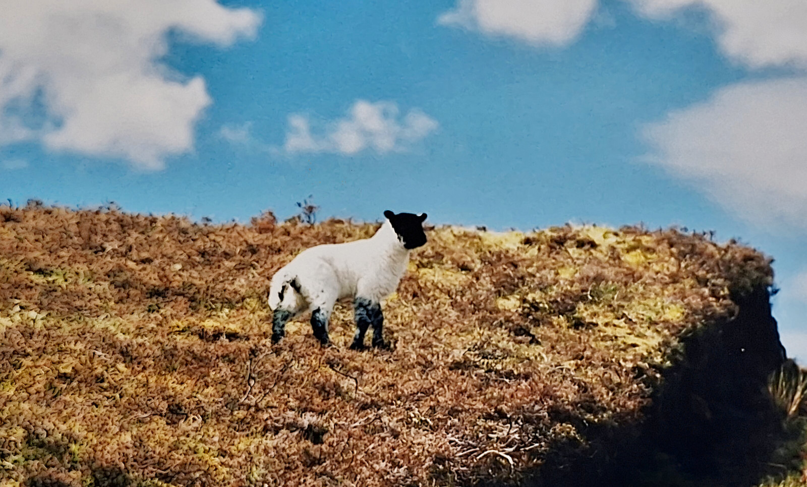 Ierland 2000
