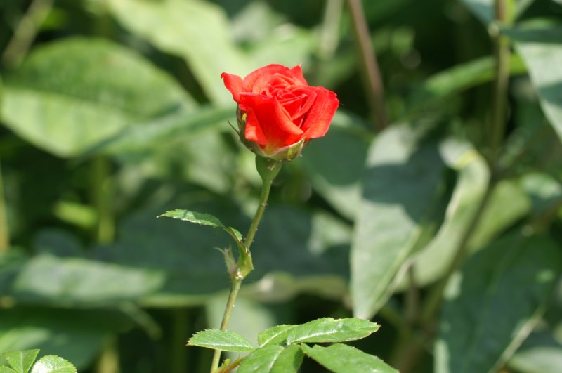 pict0009.jpg