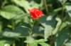 pict0009_small.jpg